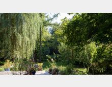Ein grüner Garten mit dichtem Baumbestand, darunter eine hängende Weide, und einer Rasenfläche im Hintergrund. Im Vordergrund stehen auf einer Holzterrasse zahlreiche Blumentöpfe mit verschiedenen Pflanzen.