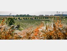 Eine ländliche Landschaft mit weitläufigen Obstplantagen, geordnet in parallelen Reihen. Im Vordergrund befinden sich Sträucher mit orangefarbenen Beeren, im Hintergrund erstreckt sich eine Baumreihe vor einem flachen Horizont.