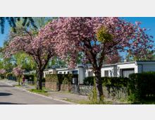 Eine Wohnstraße mit niedrigen weißen Häusern, Hecken und Zäunen. Entlang der Straße stehen blühende Kirschbäume mit rosa Blüten, und ein Fußgänger mit einem Hund ist sichtbar.