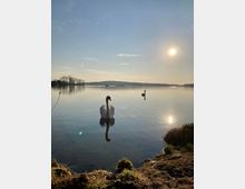 Zwei Schwäne schwimmen in einem ruhigen See bei Sonnenaufgang oder Sonnenuntergang, mit klarer Spiegelung im Wasser. Im Vordergrund befindet sich eine grasbedeckte Uferkante, im Hintergrund sind Bäume und eine flache Hügelkette zu sehen.