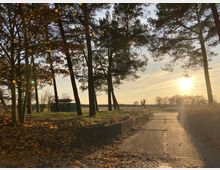 Ein ruhiger Weg, flankiert von hohen Kiefern, führt durch eine ländliche Landschaft bei tiefstehender Abendsonne. Im Hintergrund ist eine offene Wiese mit vereinzelten Bäumen und ein kleines Gebäude zu sehen, während Herbstlaub den Boden bedeckt.