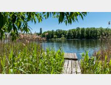 Ein kleiner Holzsteg führt durch dichtes Schilf zu einem ruhigen See, der von Bäumen umgeben ist. Im Vordergrund sind grüne Blätter und Gräser zu sehen, während am Ufer Schilfrohre wachsen.