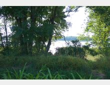 Waldige Uferlandschaft mit dichtem Grün aus Bäumen und Sträuchern, durch die ein Blick auf einen See und bewaldete Hügel im Hintergrund gewährt wird. Gräser und Büsche dominieren den Vordergrund.