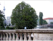 Steinernes Geländer einer Brücke im Vordergrund, dahinter ein großer Baum, der den Blick auf die Spree und umliegende Gebäude teilweise verdeckt. Im Hintergrund ist der Berliner Fernsehturm und ein modernes Wohngebäude zu sehen.