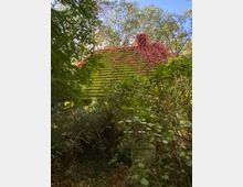 Ein verwildertes Gebäude mit einem schrägen Ziegeldach, das teilweise mit roten Kletterpflanzen und Moos bedeckt ist, umgeben von dichter, grüner Vegetation und Bäumen. Im Hintergrund ist ein klarer blauer Himmel zu erkennen.