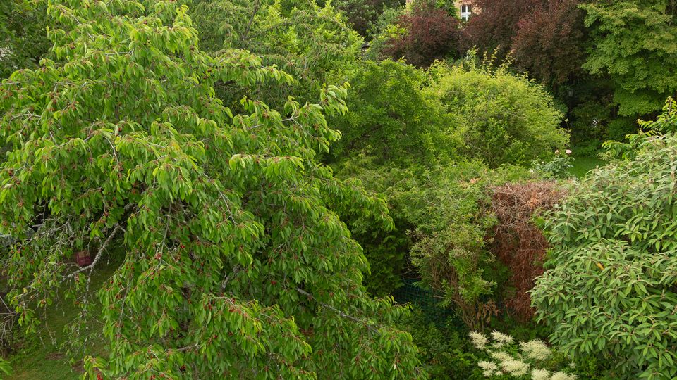 Blick über einen dicht bewachsenen Garten mit großen Laubbäumen, Sträuchern und Rasenfläche. Im Hintergrund ragen teilweise verdeckte Wohnhäuser mit Backsteinfassade und Satteldächern über das Grün.