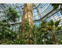 Ein Innenraum eines großen Gewächshauses mit einem modernen Glasdach und Metallrahmen, gefüllt mit tropischen Pflanzen, Palmen und einem zentralen hohen Baumstamm. Die gläserne Konstruktion lässt viel Tageslicht herein, wodurch die Vegetation beleuchtet wird.