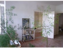 Ein heller Wohnraum mit weiß gestrichenen Wänden und Holzboden. Im Vordergrund befindet sich eine große, filigrane Zimmerpflanze, während im Hintergrund ein Regal mit Büchern und Dekorationen sowie eine geöffnete Tür zu einem weiteren Raum erkennbar sind.