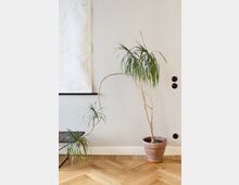 Ein minimalistischer Innenraum mit einer grauen Wand, einem großen, geschwungenen Drachenbaum in einem Terrakotta-Topf und einem hölzernen Fischgrätboden. Links ist ein Teil eines eingerahmten Plans oder einer Karte sichtbar.