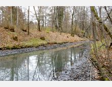 Waldlandschaft mit einem schmalen, stillen Bach, umgeben von kahlen Bäumen und Laub auf dem Boden. Die Ufer sind teilweise grasbewachsen, und Baumstümpfe ragen aus dem Laub hervor.