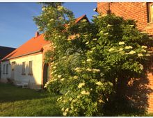 Haus mit Garten. Kleines Landhaus mit weißem Putz und roten Dachziegeln, flankiert von Backsteinmauern. Im Vordergrund ein blühender Holunderstrauch und eine weiße Gartenbank im Gras.