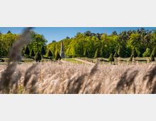 Wide park landscape with tall reed grasses in the foreground, a gently sloping lawn lined with conical evergreen trees, and a narrow path leading to a stone obelisk monument. Dense green woodland forms the backdrop under a clear blue sky.