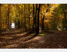 Waldweg im Herbst mit goldenen und orangefarbenen Laubbäumen, die das Sonnenlicht filtern. Der Boden ist mit herabgefallenem Laub bedeckt, und der Weg teilt sich in zwei Richtungen.