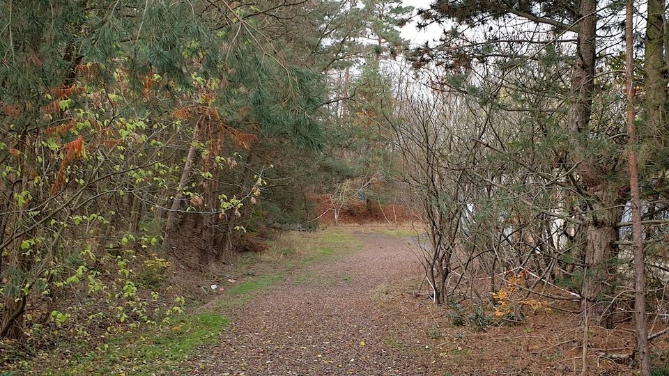 Ein unbefestigter Waldweg, umgeben von dichten Bäumen und Sträuchern mit herbstlichen Blättern. Der Boden ist mit Laub und Kies bedeckt, während die Umgebung leicht bewaldet wirkt.