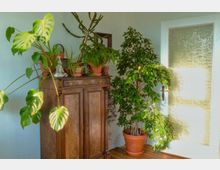 Ein heller Raum mit einem Holzschrank im Vintage-Stil, auf dem mehrere Topfpflanzen stehen. Daneben steht eine große Zimmerpflanze in einem Terrakottatopf, und im Hintergrund befindet sich eine Tür mit einer verzierten, milchigen Glasscheibe.
