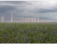 Eine weite Wiese mit blühenden, lila-blauen Blumen im Vordergrund, dahinter mehrere Windkraftanlagen mit weißen Türmen und langen Rotorblättern unter einem bewölkten Himmel.