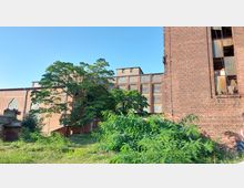 Backsteinfassade einer verlassenen Industrieanlage mit großen rechteckigen Fenstern, teils zerstört. Im Vordergrund dichter Bewuchs mit grünen Bäumen und Sträuchern unter klarem blauem Himmel.