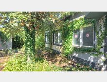 Ein bewachsener Gartenbereich mit einem Baum im Vordergrund, dessen Stamm von Efeu umwachsen ist. Im Hintergrund ist eine Fassade eines Gebäudes zu sehen, ebenfalls mit Rankenpflanzen bedeckt, sowie Fenster mit „Rauchen verboten“-Schildern.