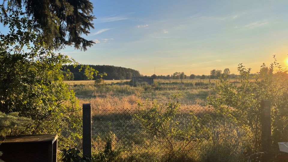 Blick über eine eingezäunte Wiese mit hohem Gras und einzelnen Büschen; in der Ferne sind eine kleine Hütte, Baumreihen und Felder zu sehen. Links rahmen Äste eines Nadelbaums die Szene, rechts steht die tief stehende Sonne am klaren Himmel.
