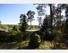 Waldlandschaft mit hohen Kiefern und einigen Tannen, umgeben von dichtem Unterholz und Büschen. Im Hintergrund sind ein kleines Gebäude mit Flachdach und ein See zwischen den Bäumen zu erkennen.