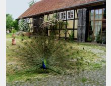 Ein Pfau mit ausgebreitetem Federschmuck steht auf einem gepflasterten Hof vor einem Fachwerkhaus mit gelber Fassade, roten Dachziegeln und großen Fenstern. Im Hintergrund sind blühende Sträucher und Tontöpfe zu sehen.