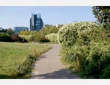 Ein Park mit einem gepflasterten Weg, der von dichter grüner Vegetation und blühenden Sträuchern gesäumt ist. Im Hintergrund sind moderne, mehrstöckige Glasgebäude zu sehen, die von Bäumen umgeben sind.