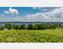 Weinberg im Vordergrund mit gleichmäßig angeordneten Reben, dahinter eine von Bäumen gesäumte Wohnsiedlung und ein großer See, umgeben von Wald und Hügeln unter einem teilweise bewölkten Himmel.