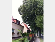 Wohnstraße mit Einfamilienhäusern mit hellen Fassaden und roten Ziegeldächern, teils mit Gauben und Blumenkästen an den Fenstern. Entlang des Gehwegs stehen hohe, dicht belaubte Bäume und ein niedriger Holzzaun mit Vorgartenbegrünung.