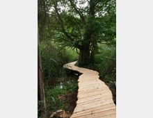 Ein schmaler, geschwungener Holzsteg führt durch einen dichten, grünen Wald mit hohen Bäumen und Gestrüpp. Der Steg überspannt teilweise einen kleinen Bach oder sumpfigen Bereich.