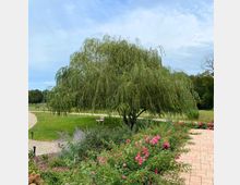 Ein parkartiger Garten mit einer großen herabhängenden Weide im Zentrum, umgeben von gepflegten Blumenbeeten mit rosa Blüten. Im Vordergrund ist ein gepflasterter Weg sichtbar, und im Hintergrund befindet sich eine Grasfläche mit einer Holzbank.