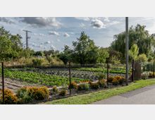Ein kleiner Garten hinter einem Maschendrahtzaun mit Gemüsebeeten und blühenden orangefarbenen Blumen im Vordergrund. Im Hintergrund stehen Bäume und ein Holztor, daneben ist ein Strommast sichtbar, mit locker bewölktem Himmel darüber.