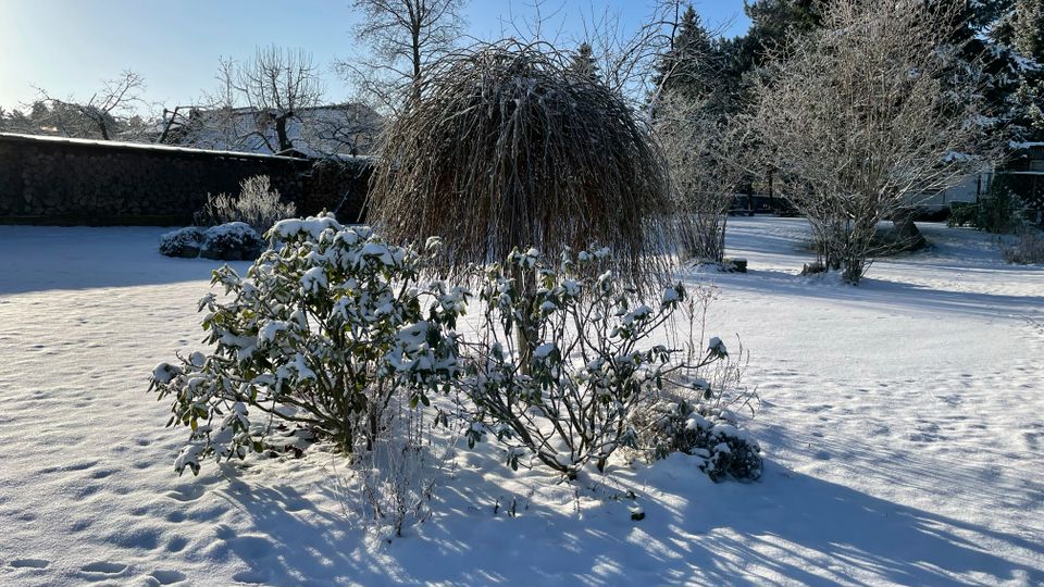 Verschneiter Garten mit Sträuchern und einem großen, herabhängenden Ziergras im Vordergrund. Im Hintergrund sind kahle Bäume, eine niedrige Steinmauer und immergrüne Bäume unter blauem Winterhimmel zu sehen.