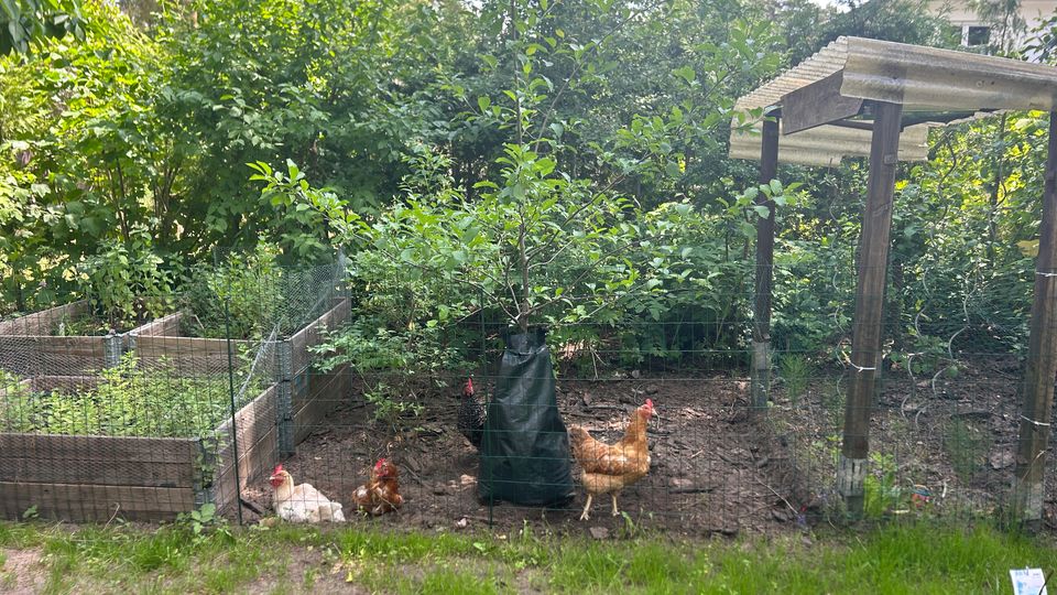 Eingezäuntes Gartenareal mit Hühnergehege, dichtem Grün und einem kleinen Unterstand mit Wellplattendach. Links stehen mehrere Hochbeete aus Holz, im Hintergrund sind Bäume und ein Hausdach zu sehen.