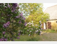 Ein Garten mit blühenden Fliederbüschen in Lila- und Rosatönen, im Hintergrund ein Backsteingebäude mit braunen Holztüren und einem grauen Ziegeldach. Der Boden ist mit Kopfsteinpflaster und Rasen bedeckt, umgeben von Bäumen und Sträuchern.