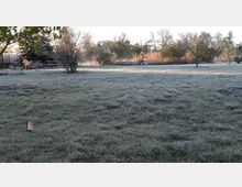 Eine frostbedeckte Wiese in einer ländlichen Umgebung, umgeben von vereinzelten Bäumen und Sträuchern. Im Hintergrund sind Büsche und Bäume in der Morgensonne zu sehen.