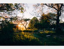 Eine ländliche Szene mit hohen, lichtdurchfluteten Bäumen, einem kleinen Schuppen und einer Wiese im Vordergrund. Die Abendsonne scheint durch das dichte Laub und erzeugt eine warme Atmosphäre.