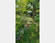 Ein Garten mit einer grünen Wiese, blühenden Blumen in Lila- und Rosatönen und hohen Bäumen, die Schatten spenden. Im Hintergrund steht ein grün-weiß gestreifter Sonnenschirm nahe einer Gartenbank, umgeben von dichter Vegetation.