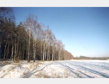 Winterliche Landschaft mit schneebedecktem Feld rechts und einer Reihe kahler Birkenbäume entlang eines Waldrandes links, unter klarem, blauem Himmel.