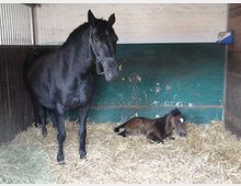 Eine schwarze Stute steht in einer Stallbox auf einer Einstreu aus Stroh, während ein braunes Fohlen mit weißer Stirnblesse neben ihr im Stroh liegt. Die Wände der Box sind teilweise grün gestrichen, mit einigen Abnutzungsspuren sichtbar.