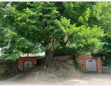 Großer Baum mit ausladender Krone über zwei in eine Erd- und Ziegelmauer eingelassenen Holztüren. Die Umgebung ist mit Kopfsteinpflaster und Grünflächen gestaltet.