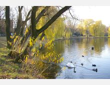 Teichlandschaft in einem Park mit herabhängenden Ästen von Weidenbäumen, gelblich verfärbtem Laub und mehreren Enten und einem Schwan auf dem Wasser. Im Hintergrund sind weitere Bäume, eine Wiese und parkende Autos zu sehen.