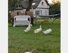 Grüne Wiese mit drei Enten im Vordergrund, im Hintergrund ein weißes Fachwerkhaus mit Reetdach, Gartenmöbel sowie eine Hängematte. Bäume und Sträucher umrahmen die Szene.