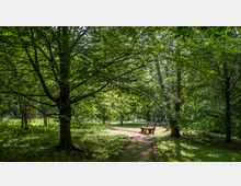 Ein grüner Park mit dichtem Baumbestand, sonnigen Lichtdurchlässen und einem schmalen, geschwungenen Weg, der zu einer Holzbank führt. Die Umgebung ist von Grasflächen und Schatten durchzogen.