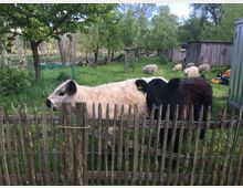 Eine ländliche Wiese mit einem Holzzaun im Vordergrund. Zwei Kühe stehen hinter dem Zaun, während im Hintergrund mehrere Schafe auf der Weide grasen. Kleine Holz- und Blechschuppen sowie Bäume und ein grünes Gartengehege sind ebenfalls sichtbar.