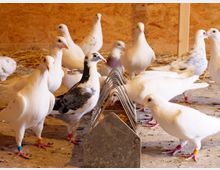 Mehrere Tauben, größtenteils weiß, befinden sich in einem Stall mit Stroh auf dem Boden. Einige der Tauben fressen aus einem Futterspender aus Metall, während andere umhergehen; sie tragen farbige Fußringe.