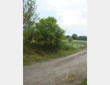 Ein unbefestigter Weg verläuft entlang einer Wiese mit Bäumen und Sträuchern auf der linken Seite. Rechts neben dem Weg befindet sich ein grüner Zaun, der ein offenes Feld begrenzt.