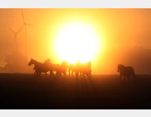 Silhouette einer Gruppe von Pferden auf einer Wiese im Gegenlicht eines orange-gelben Sonnenaufgangs; im Hintergrund sind Bäume und Windkraftanlagen im Dunst erkennbar.