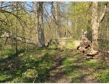 Schmaler Erdpfad durch einen lichten Laubwald mit jungen grünen Blättern und dichter Bodenvegetation. Rechts liegen Holzstücke an einem dicken Baumstamm, links ist ein umgestürzter Baum zwischen den Sträuchern zu sehen.
