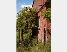 Backsteinfassade eines Gebäudes mit einem Fenster, neben dem ein üppiger Strauch mit roten Rosen wächst. Im Vordergrund befindet sich ein offenes Metalltor, umgeben von wilder Vegetation.