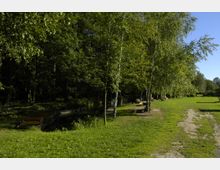 Grüne Parklandschaft mit hohen Bäumen, darunter Birken, die rechts von einem schmalen, grasbewachsenen Weg verlaufen. Im linken Bildbereich ist ein schmaler Holzsteg über einen kleinen Wasserlauf zu sehen, umgeben von dichter Vegetation.